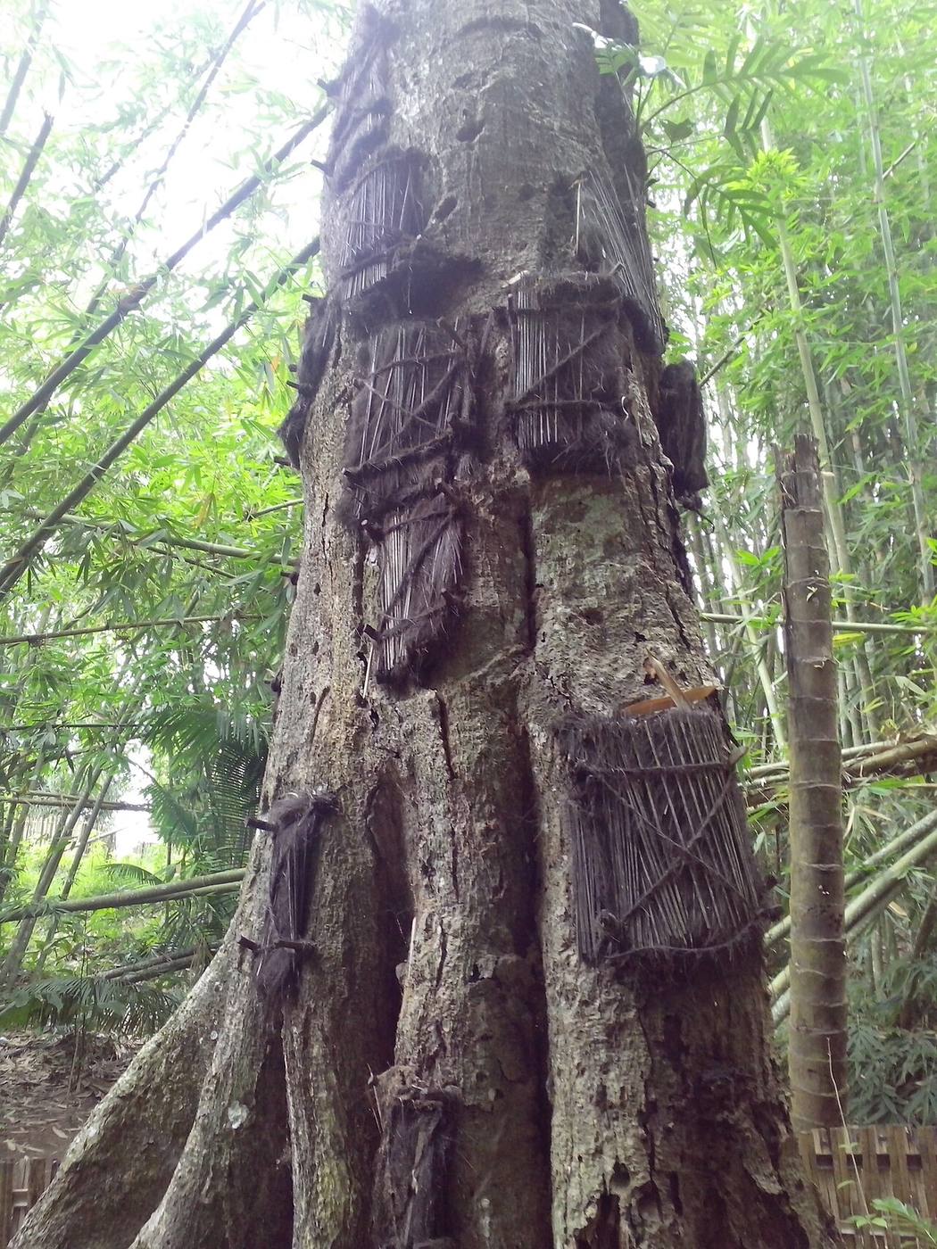 Closed woven covers on old tree-grave recesses at Kambira